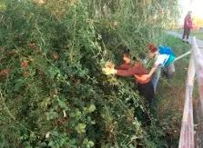 Zber šípok k jesennej výzdobe spoločenských priestorov internátu...aj v ťažko dostupnom teréne