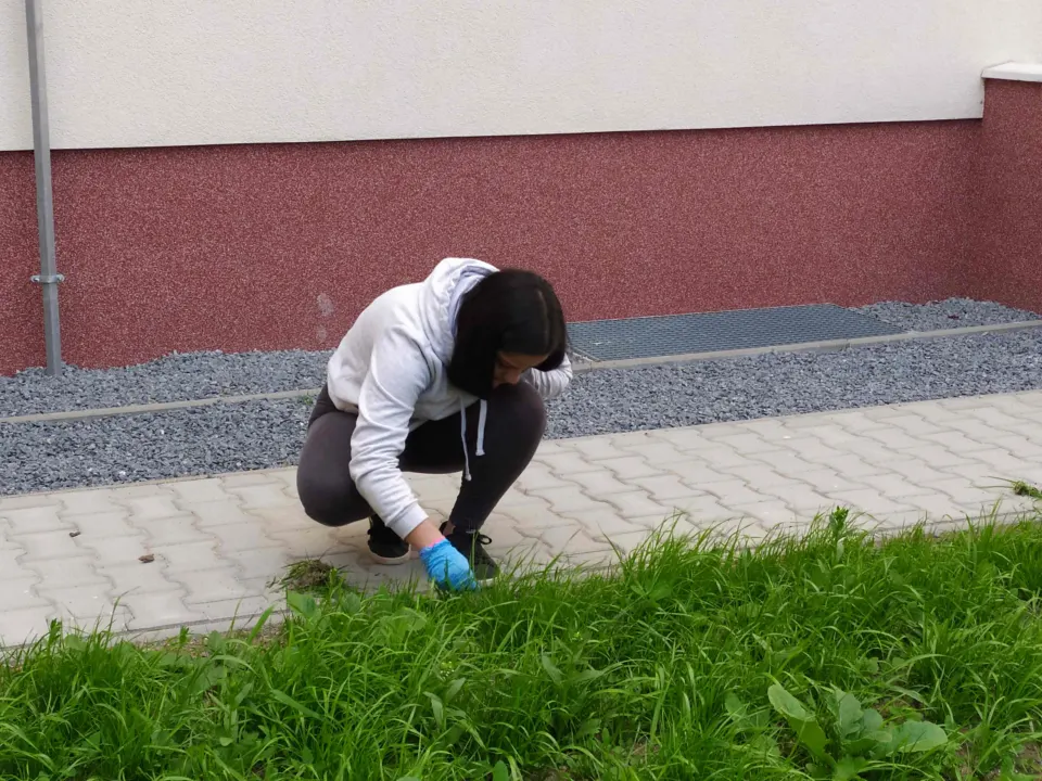 Trhanie buriny vo dvore ŠI